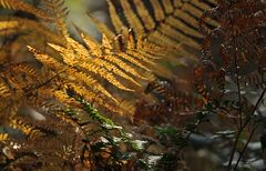 Adlerfarn – Herbst – Licht