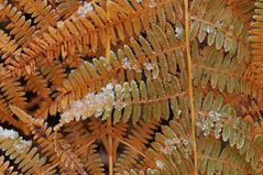 Adlerfarn im Winterkleid