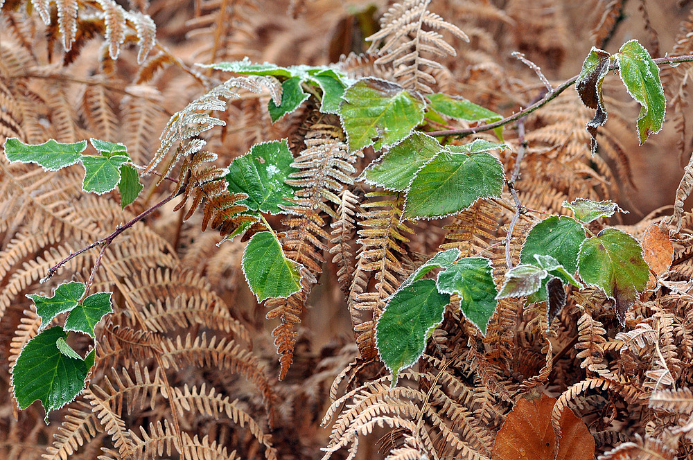 Adlerfarn im Winterkleid mit Brombeerschmuck