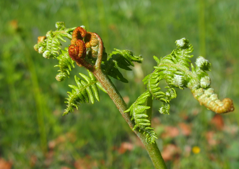 Adlerfarn 'Pteridium aquifolium'