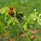 Adlerfarn 'Pteridium aquifolium'