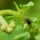 Adlerfarn-Spornzikade (Ditropis pteridis)