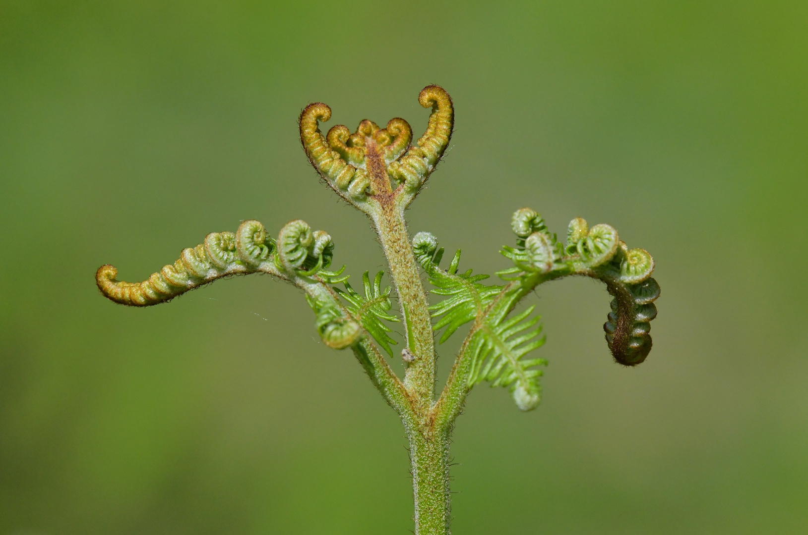 Adlerfarn Triebe