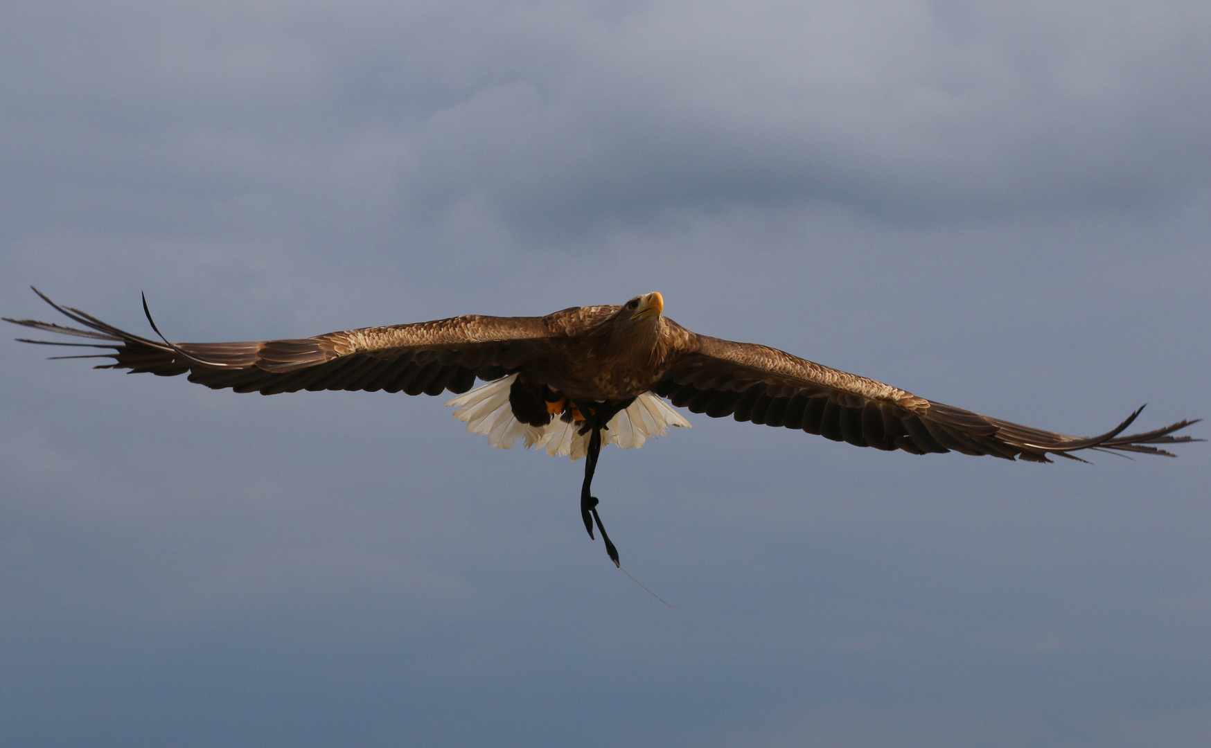 Adlerflug