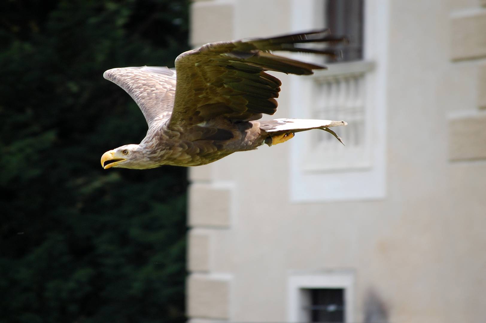 Adlerflug