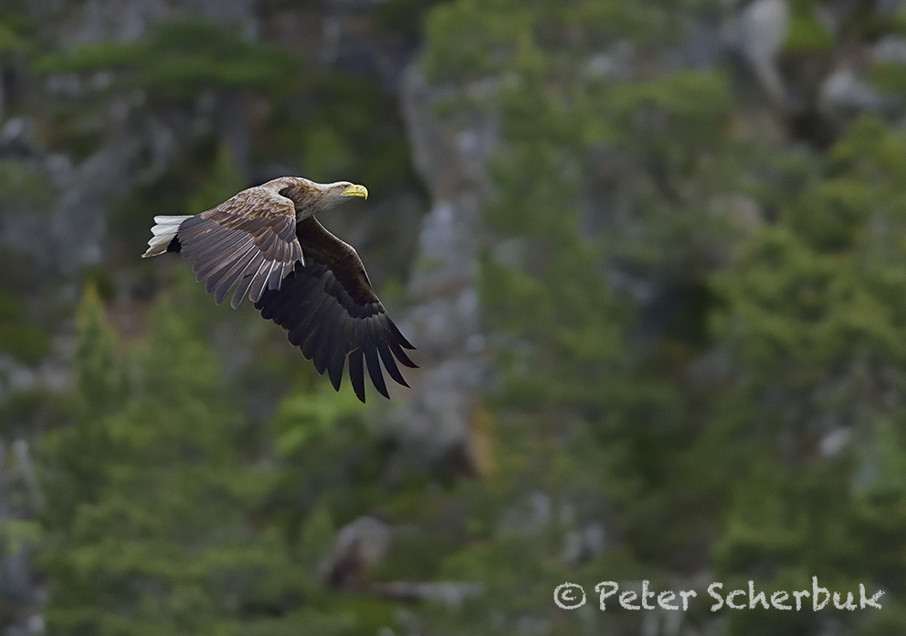 Adlerflug...