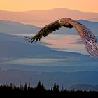 Adlerflug über den Wäldern