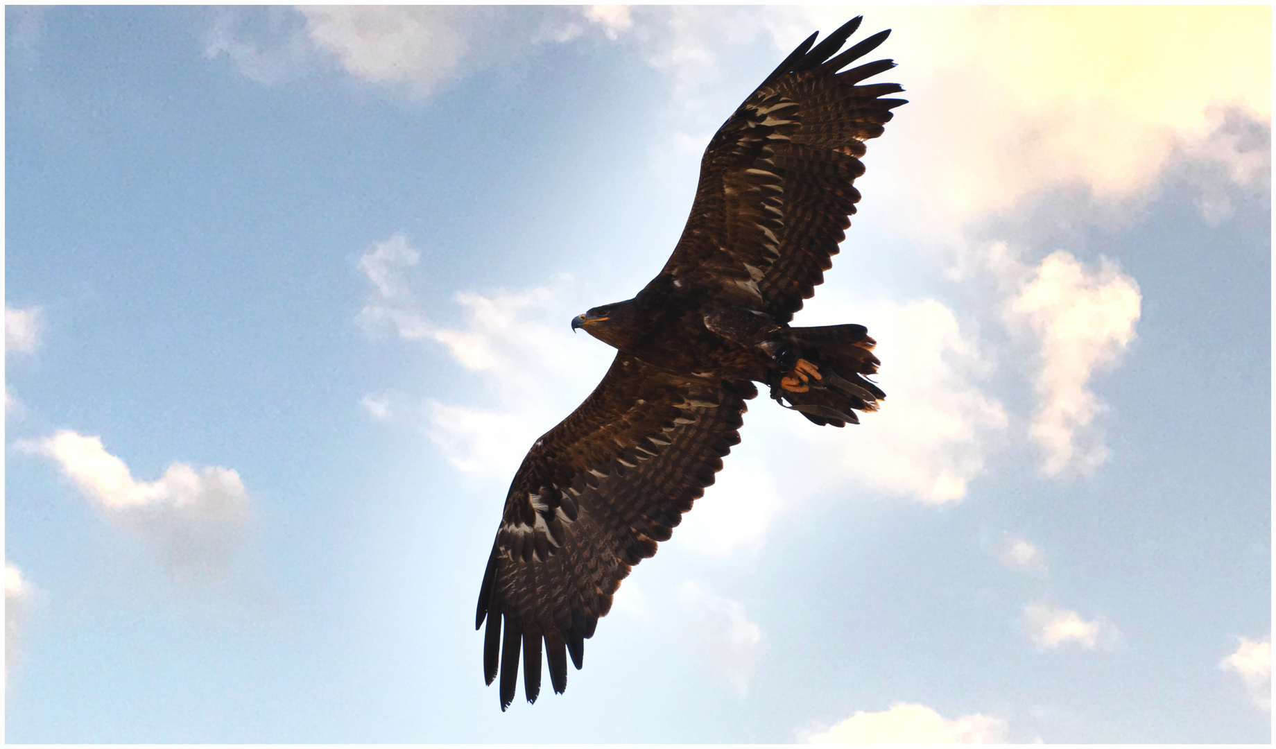 Adlerflug über der Riegersburg