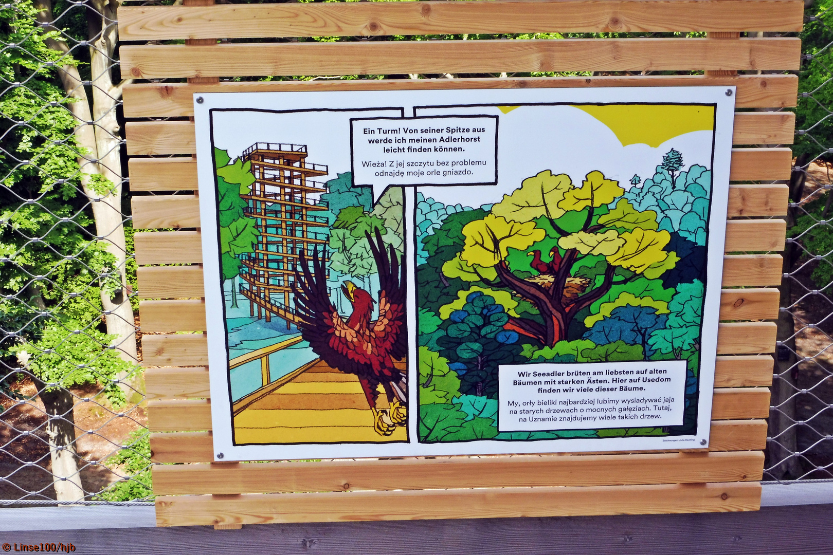 Adlerkommentar zum Baumwipfelpfad Heringsdorf Foto & Bild natur, landschaft, kultur Bilder auf Adlerkommentar zum Baumwipfelpfad Heringsdorf Foto & Bild natur, landschaft, kultur Bilder auf