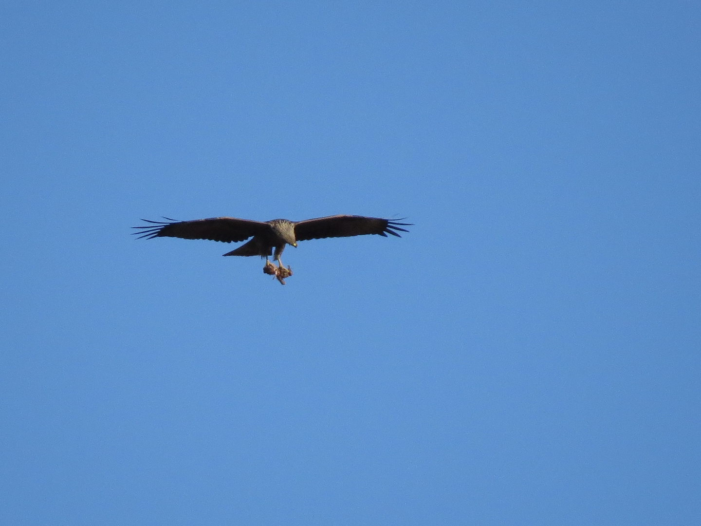 Adler_mit-Beute