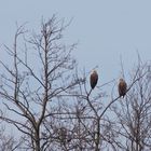 Adlerpaar im Torfmoor 2018