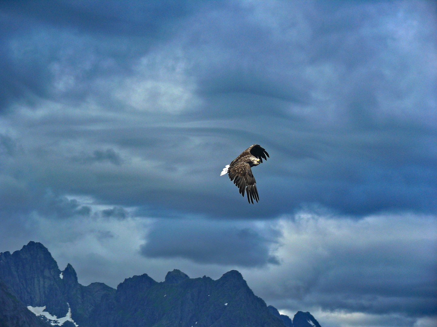 Adlersafari auf den Lofoten