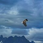 Adlersafari auf den Lofoten