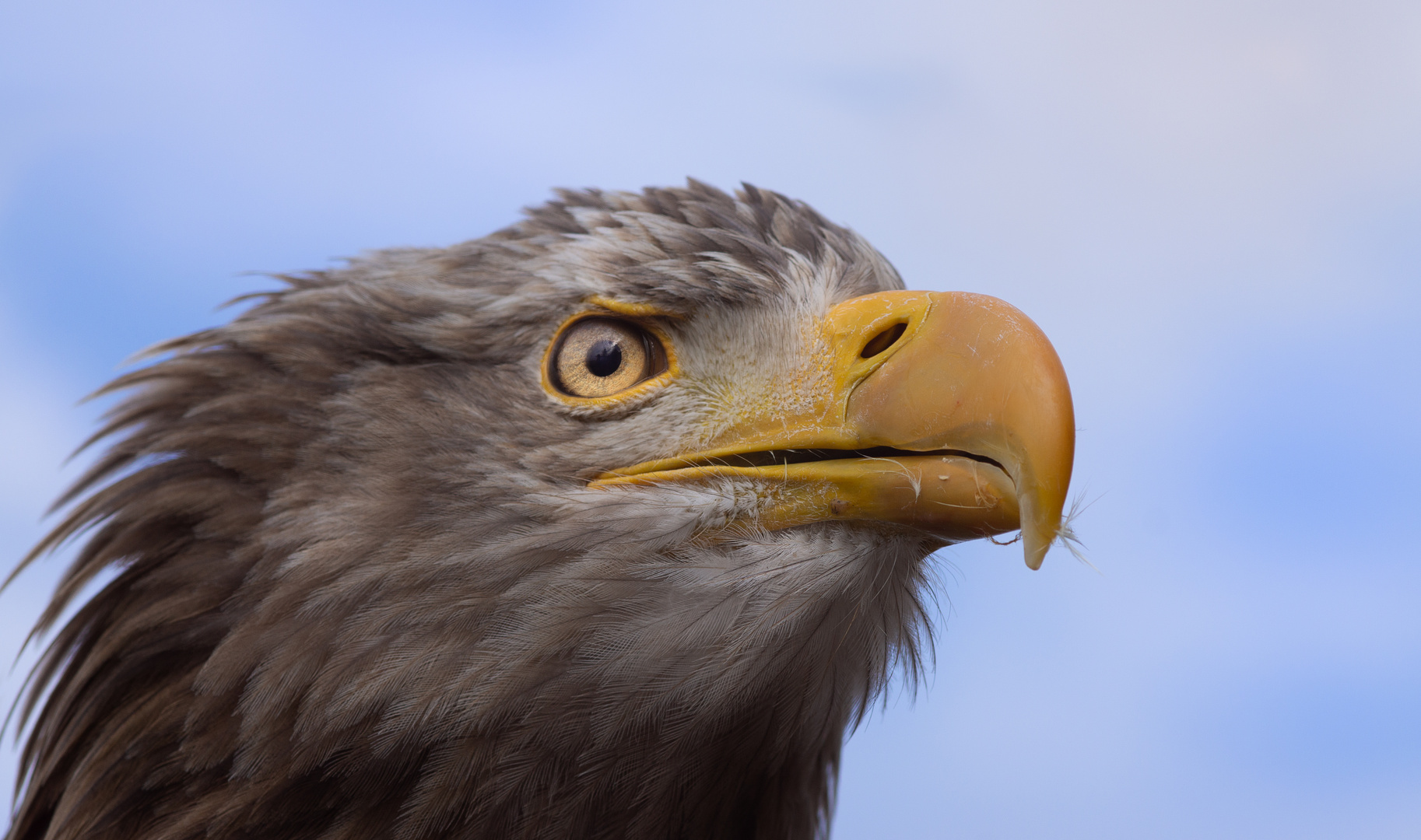 Adlerschnabel Foto Bild Tiere Zoo Wildpark Falknerei Vogel Bilder Auf Fotocommunity