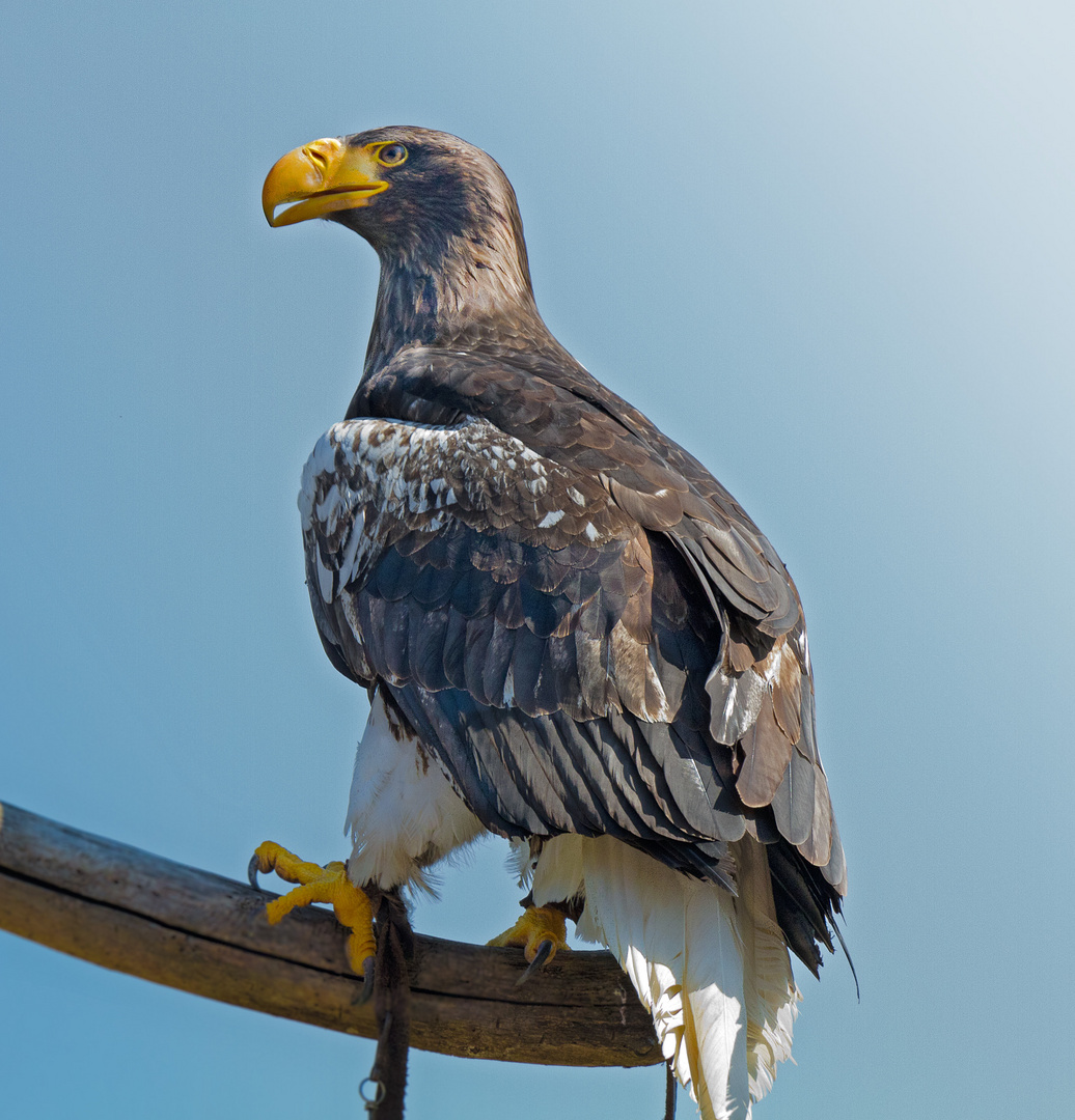 Adlertag (Riesenseeadler)