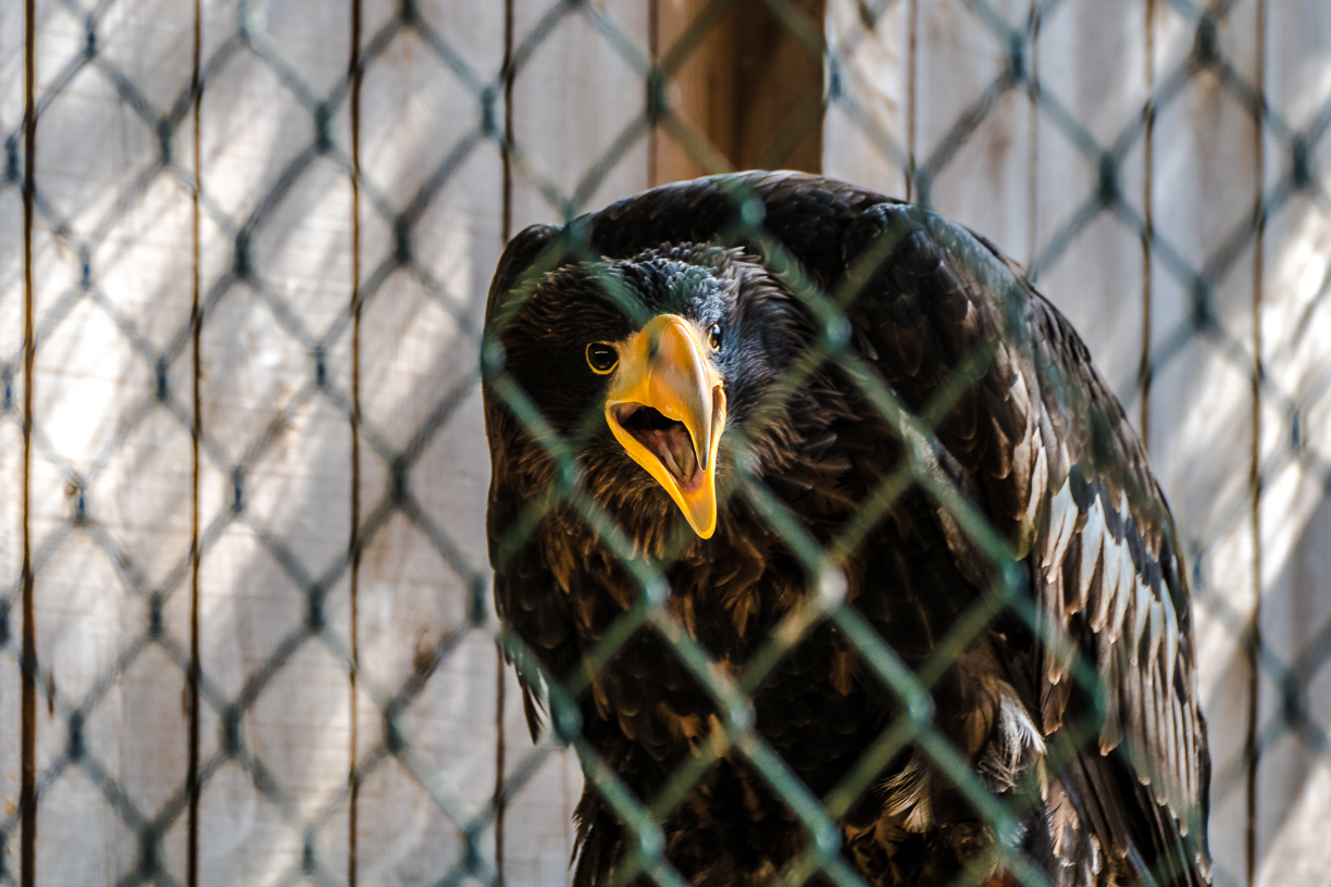 Adlerwarte Kreuzenstein - Riesenseeadler