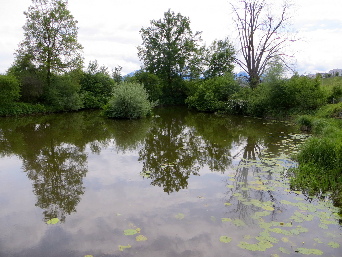 Adligenweiher ...