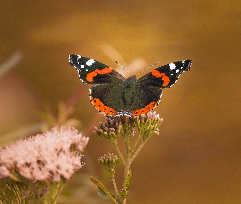 Admiral Foto & Bild | natur, tiere, wildlife Bilder auf fotocommunity