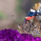 Admiral 1 (Vanessa atalanta, Syn.: Pyrameis atalanta)