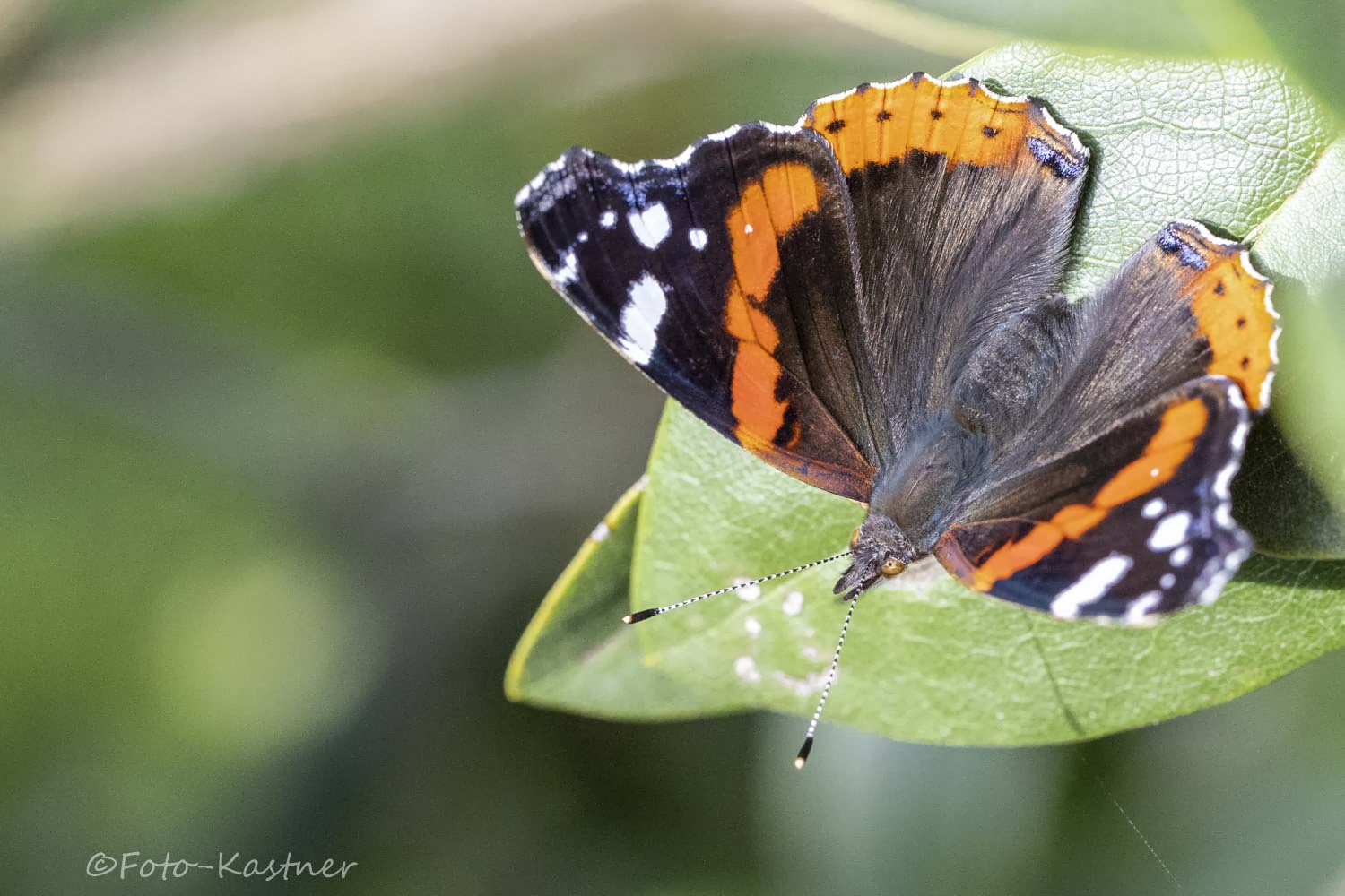 Admiral 2 (Vanessa atalanta, Syn.: Pyrameis atalanta) 