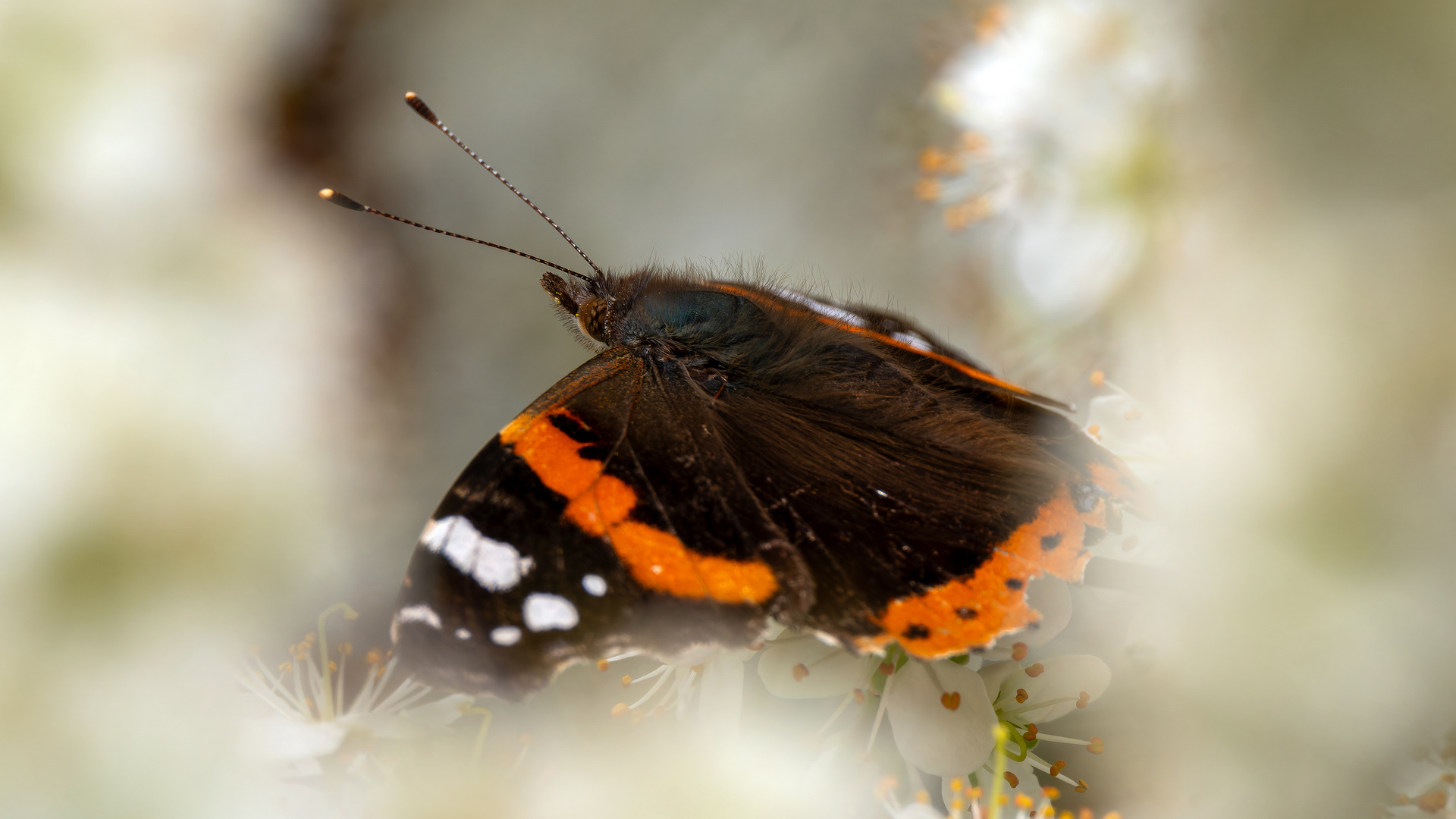 Admiral Foto & Bild | natur, schmetterling, insekten Bilder auf ...