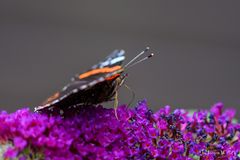 Admiral