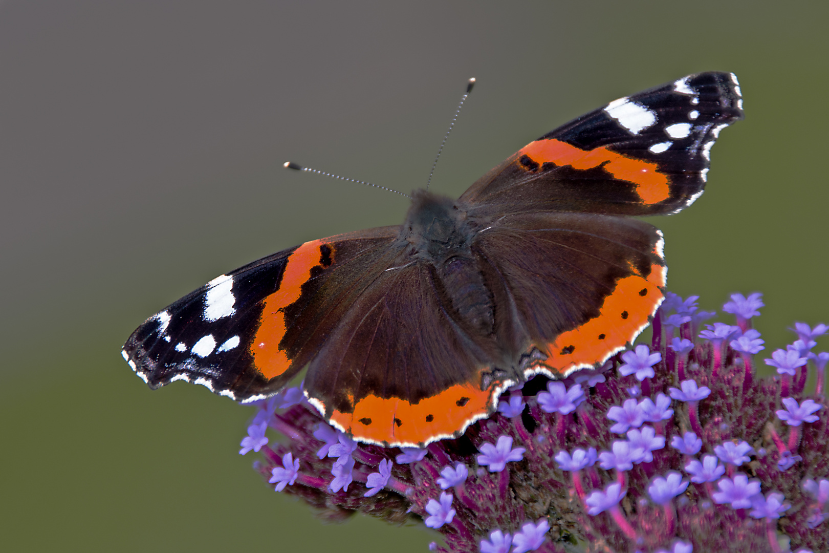 Admiral Foto & Bild tiere, natur Bilder auf