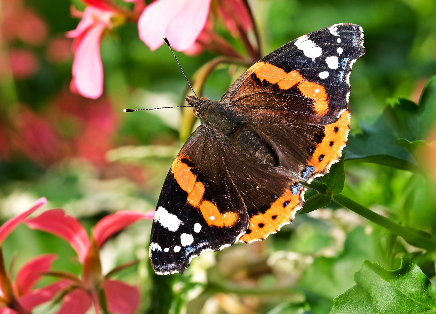 Admiral Foto & Bild | spezial, natur, insekten Bilder auf fotocommunity