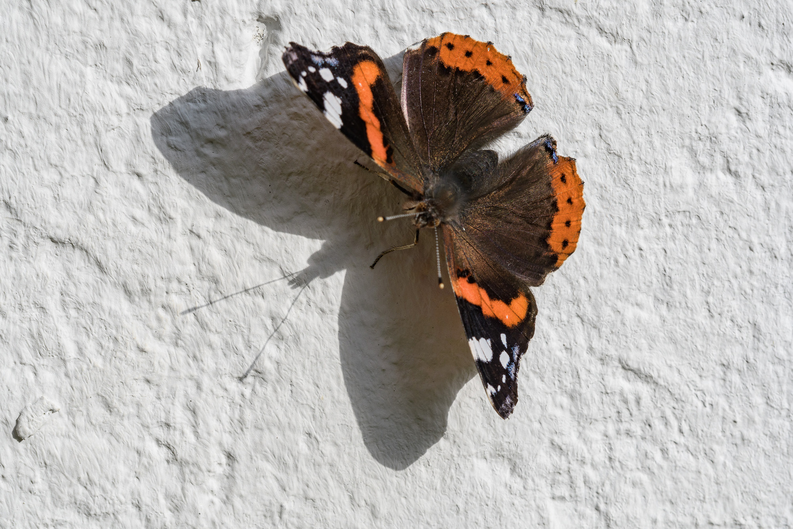 Admiral an der Mauer