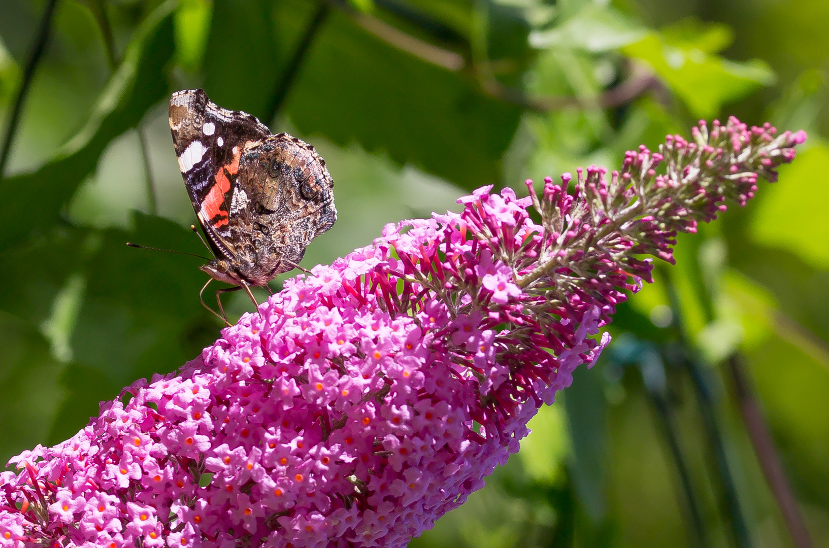 Admiral an Sommerflieder