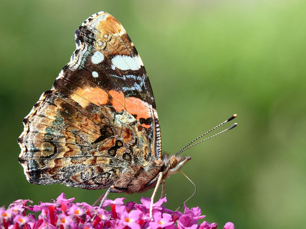 Admiral an Sommerflieder