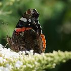 Admiral auf Besuch