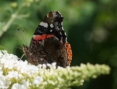 Admiral auf Besuch