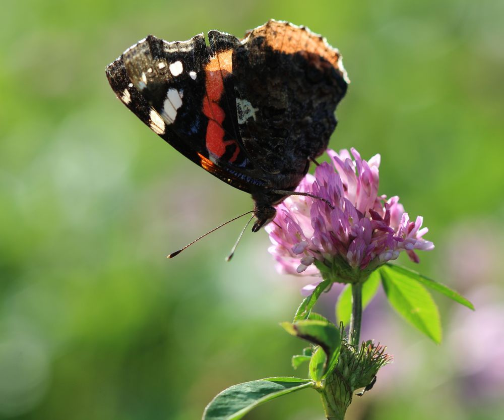 Admiral auf Blüte