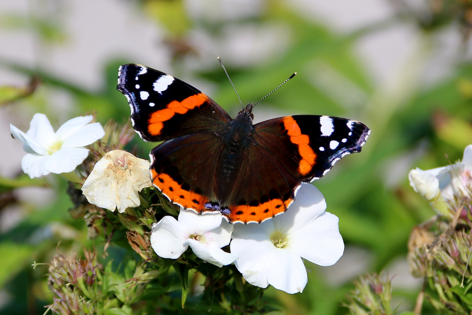 Admiral auf Blüte