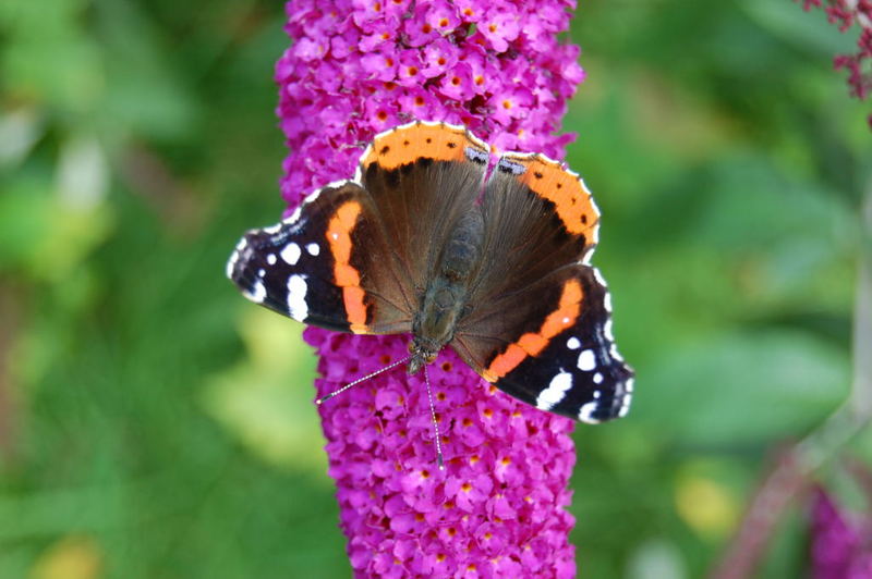 Admiral auf Buddleja