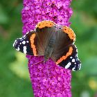 Admiral auf Buddleja