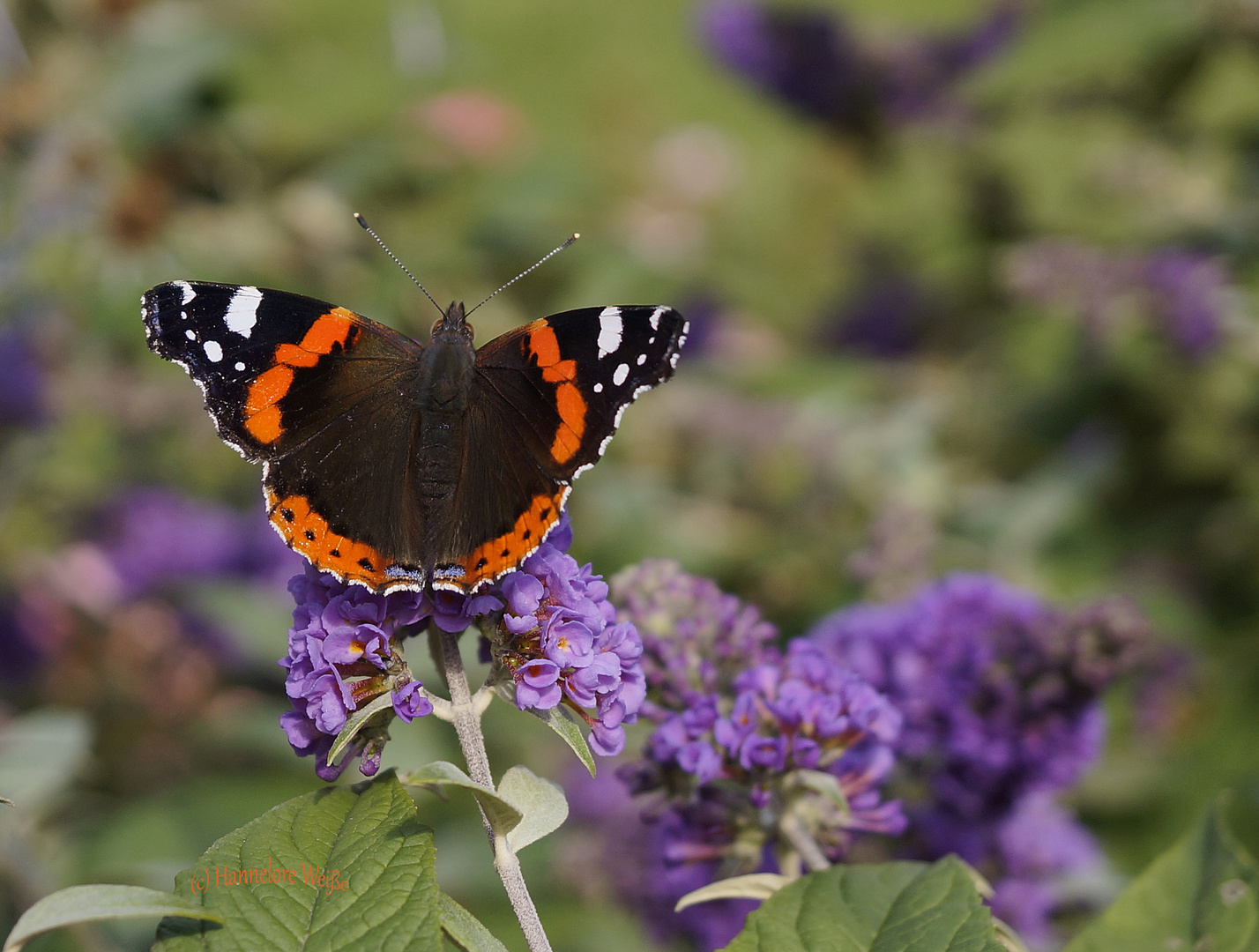 Admiral auf Buddleja