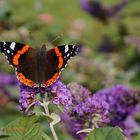 Admiral auf Buddleja