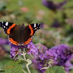 Admiral auf Buddleja