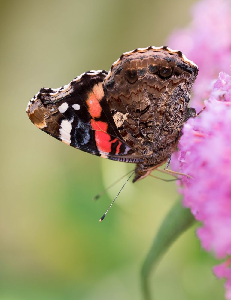 Admiral auf Buddleja davidii