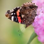 Admiral auf Buddleja davidii