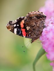 Admiral auf Buddleja davidii