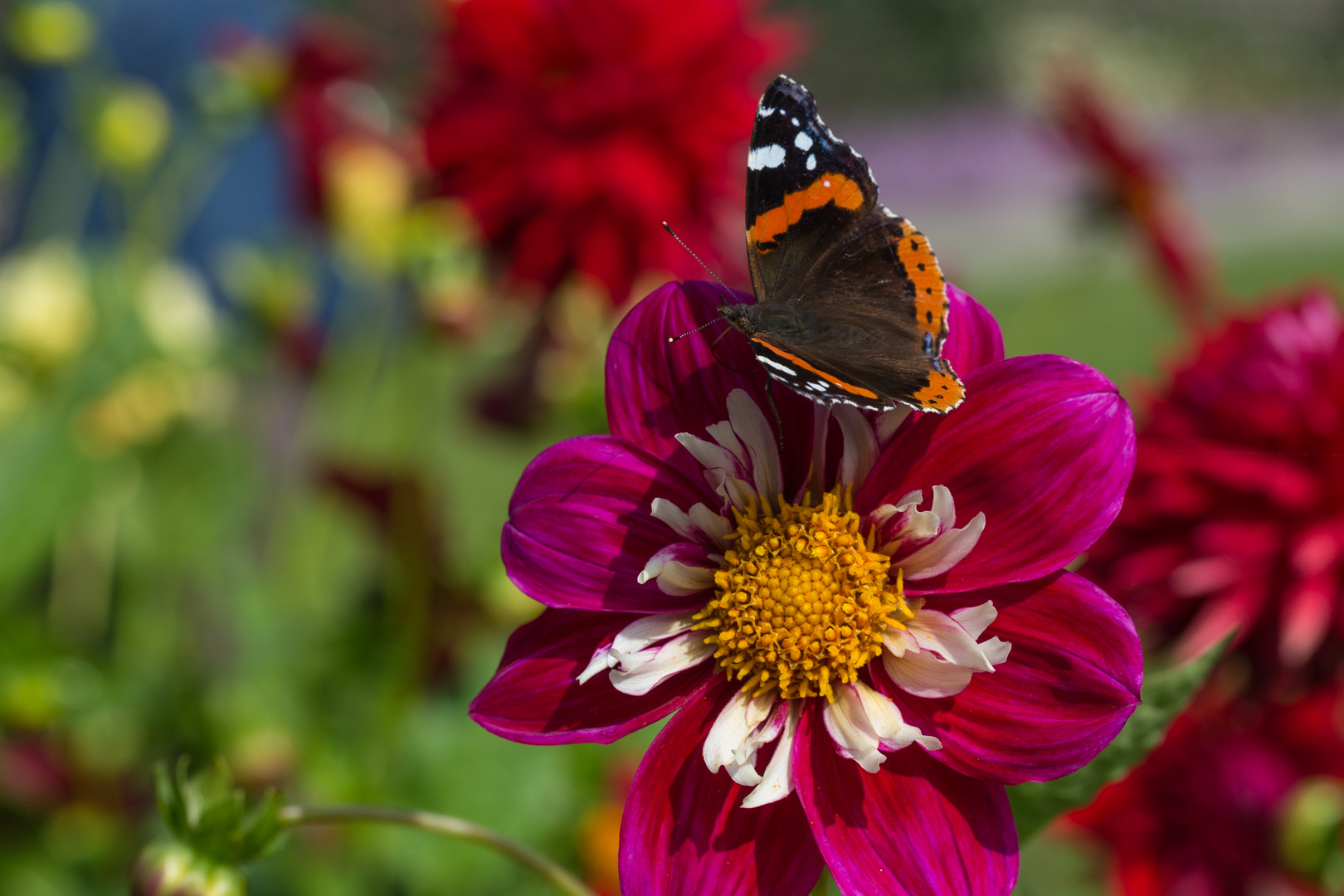 Admiral auf Dahlienblüte