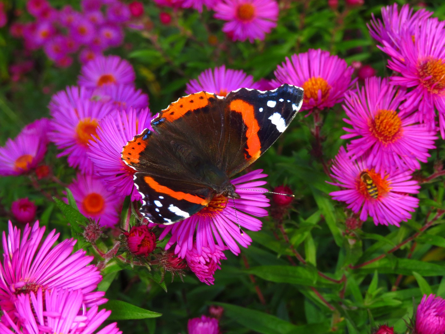 Admiral auf den Blüten der Herbstastern