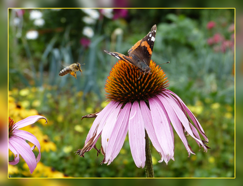 Admiral auf Echinacea