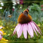 Admiral auf Echinacea