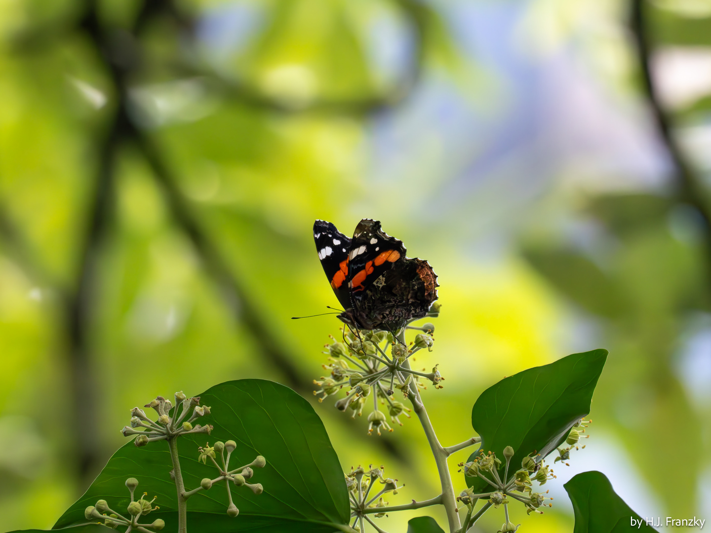 Admiral auf Efeublüte