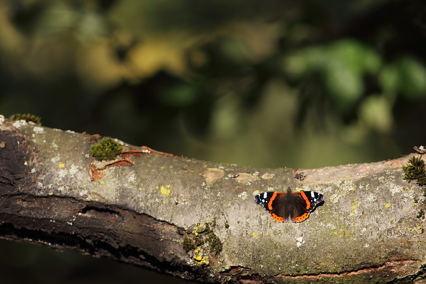 Admiral auf einem Apfelbaum