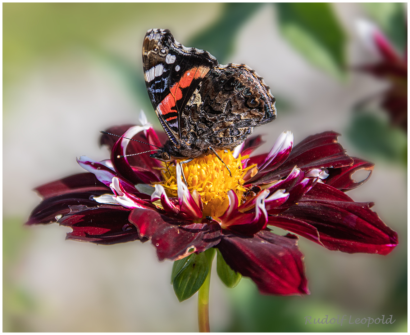 Admiral auf einer zerzausten Blüte